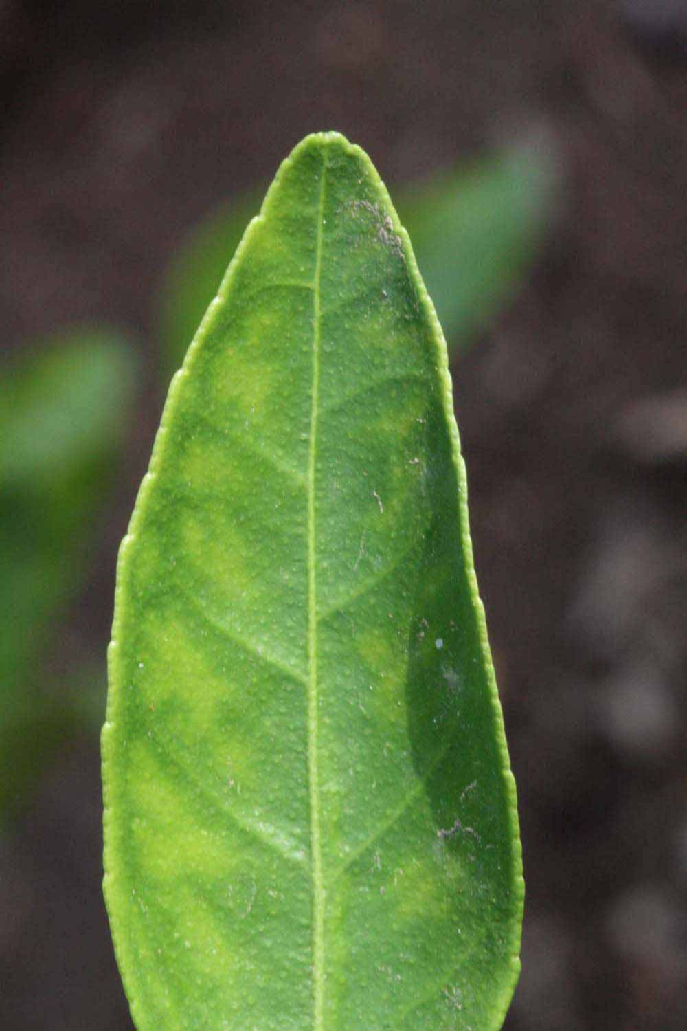              Margin (Riverside, CA)       